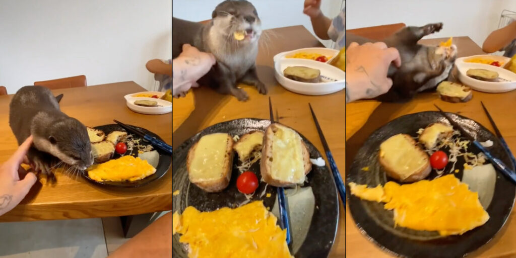 Pet Otter Shamelessly Steals Owner's Breakfast