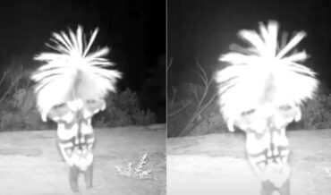 Skunk Caught On Trailcam Performing Handstand