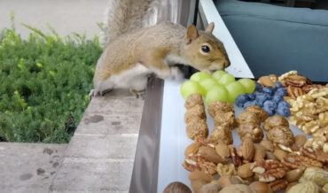 Nervous Squirrels Are Treated To A Deluxe Charcuterie Board