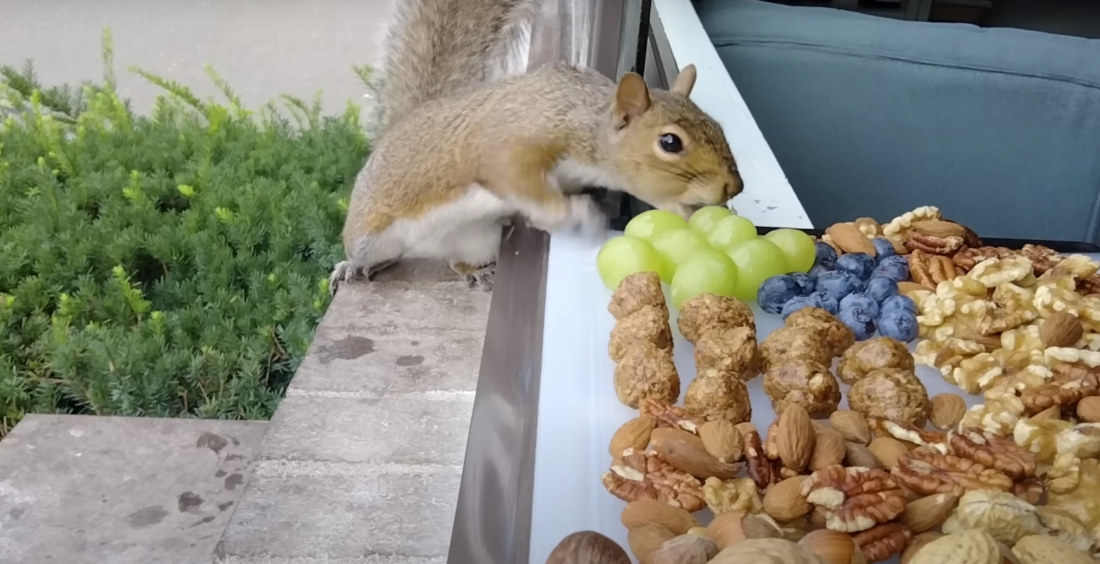 Nervous Squirrels Are Treated To A Deluxe Charcuterie Board