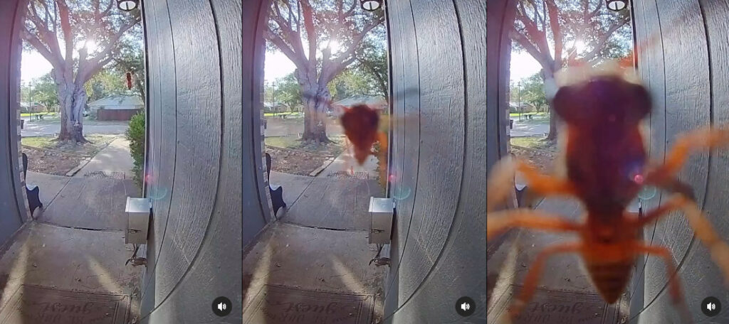 Wasp Plays Ding Dong Ditch With Ring Doorbell