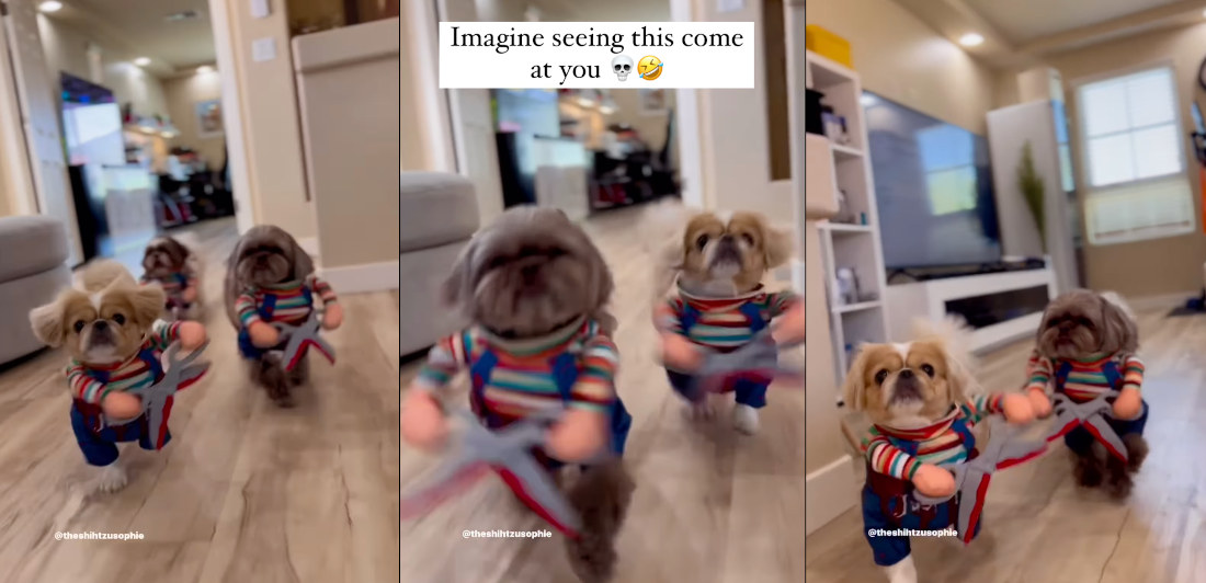 A Pack Of Chucky Dogs Give Chase To Get Stabby