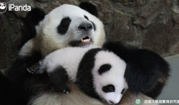 Awww: Panda Mom Cuddles Her Cub Before Baby’s Checkup