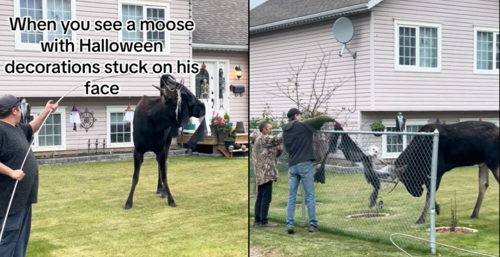 Man Helps Remove Halloween Decorations Stuck On Moose's Antlers