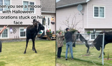Man Helps Remove Halloween Decorations Stuck On Moose’s Antlers