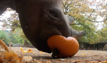Oregon Zoo Animals Enjoy Fall Pumpkin Treats: Gourd Times