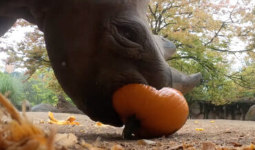 Oregon Zoo Animals Enjoy Fall Pumpkin Treats: Gourd Times