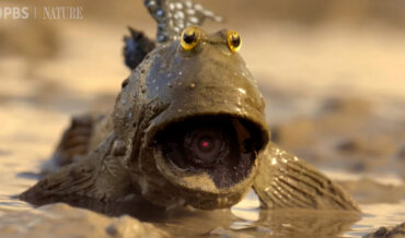 Robotic Spy Mudskipper Infiltrates Mating Ritual