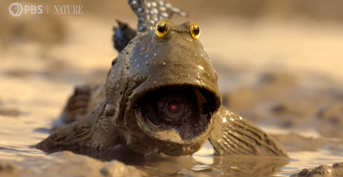 Robotic Spy Mudskipper Infiltrates Mating Ritual