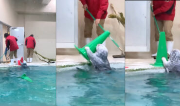 Helpful Sea Otter Returns Cones To Worker From Her Pool