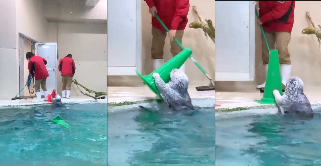 Helpful Sea Otter Returns Cones To Worker From Her Pool