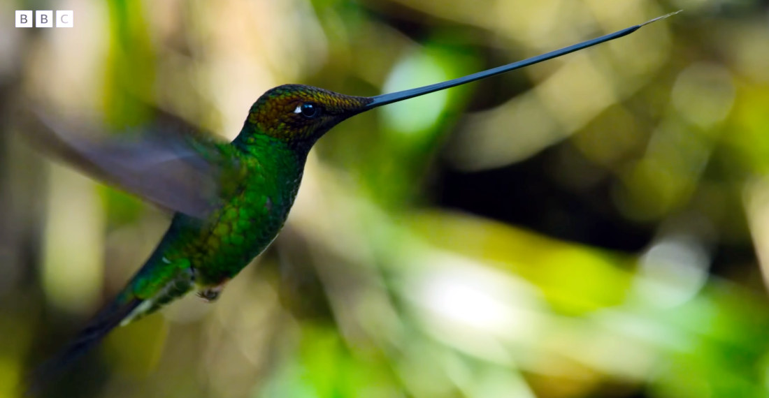 Hummingbird With Beak Longer Than Its Entire Body