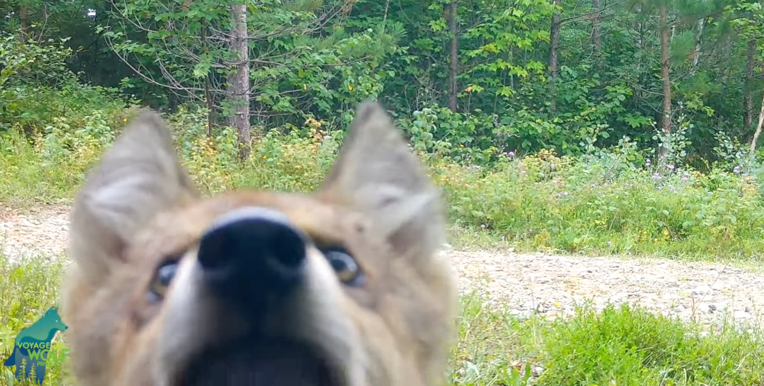 3 Wolf Pups Investigate Trail Cam