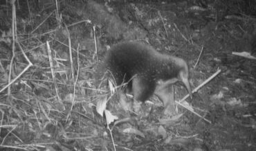 Rare Egg-Laying Mammal Spotted For First Time Since 1961