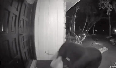 Bear Steals Taco Bell Delivery From Home’s Front Porch