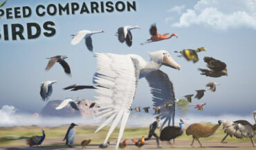 Bird Species Top Speed Comparison