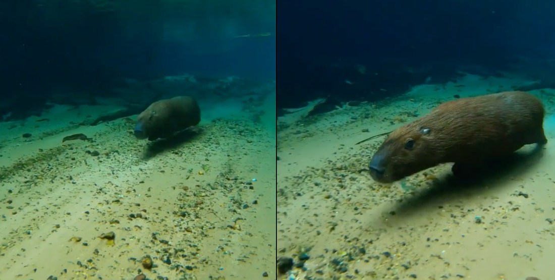 Capybara Effortlessly Runs Underwater Along The Bottom Of River