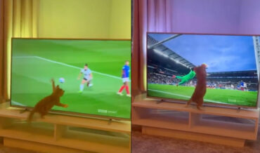 Kitten Attempts To Tend Goal During Televised Soccer Match