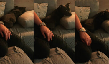 Dog Shakes Butt When ‘Baby Got Back’ Comes On