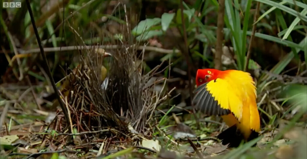Flame Bowerbird Performs His Heart Out For Pontential Mate