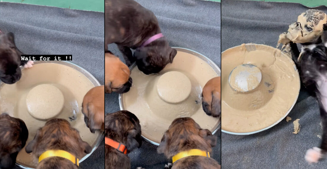 Puppy Loses Balance, Rolls Through Bowl Of Puréed Food