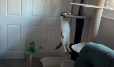 Awwww: Blind Cat Carefully Makes Its Way Down Cat Tree