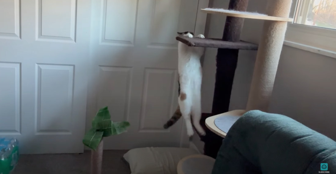 Awwww: Blind Cat Carefully Makes Its Way Down Cat Tree