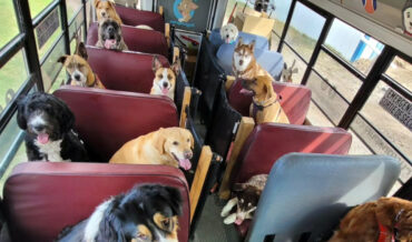 Guy Drives Bus Full Of Dogs To Play At The Park Every Day