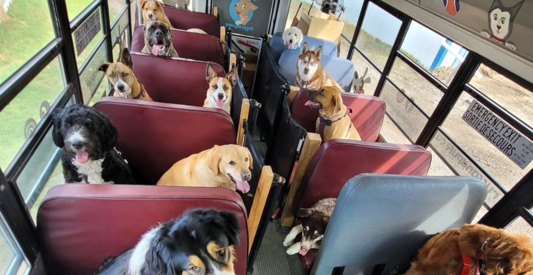 Guy Drives Bus Full Of Dogs To Play At The Park Every Day