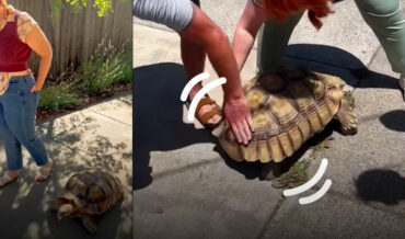 Ethel The Pet Tortoise Demands Butt Rubs From Neighbors
