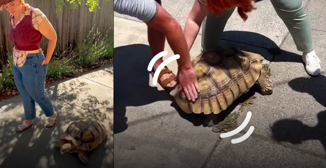 Ethel The Pet Tortoise Demands Butt Rubs From Neighbors