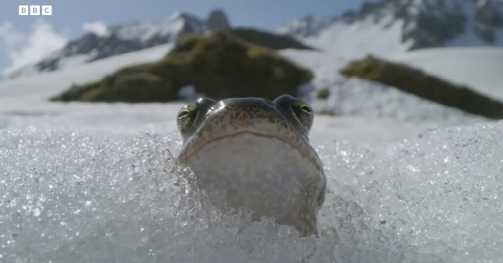 Frogs Wake Up From Hibernation, Immediately Race Down Snowy Alps To Breed