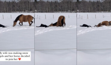 Horse Follows Human’s Lead, Makes Snow Angel