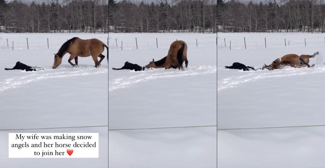 Horse Follows Human’s Lead, Makes Snow Angel