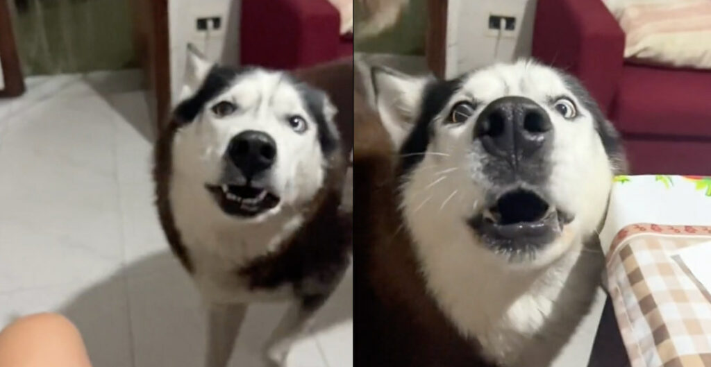 Husky Speaks In Same Italian Accent As Owners
