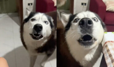 Husky Speaks In Same Italian Accent As Owners