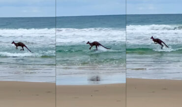Kangaroo Jumps Around In Ocean To Cool Off