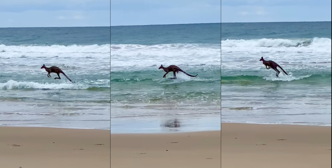 Kangaroo Jumps Around In Ocean To Cool Off