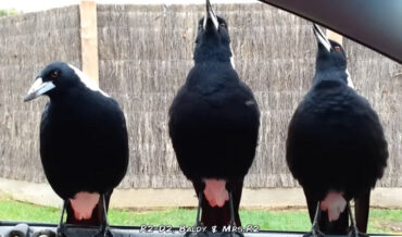 Australian Magpie Trio Perform Impromptu Experimental Noise Concert