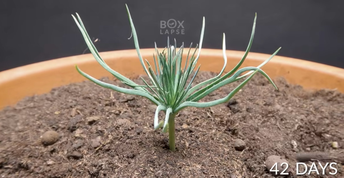 Timelapse Of Pine Cone Seed Growing Into Tiny Tree Over 300 Days