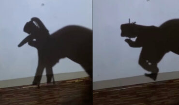 Man’s Ultra Impressive Dancing Shadow Puppet Skills