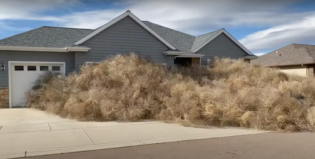Massive Amount Of Tumbleweeds Attack Neighborhood In Montana