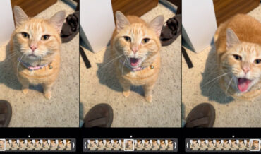Oh, Internet: Cat Lip-Syncs To Linkin Park’s ‘What I’ve Done’
