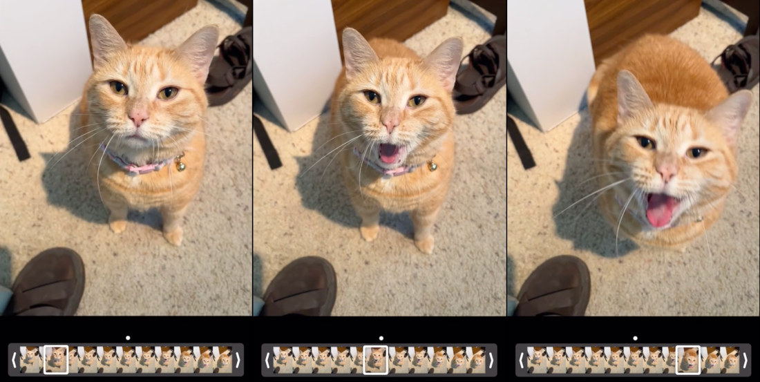 Oh, Internet: Cat Lip-Syncs To Linkin Park’s ‘What I’ve Done’