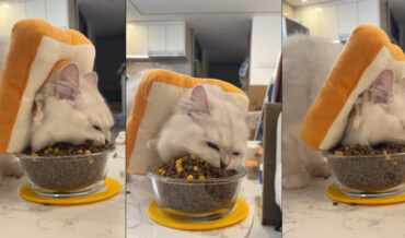 Cat Takes The Biggest Bites Of Food You’ve Ever Seen