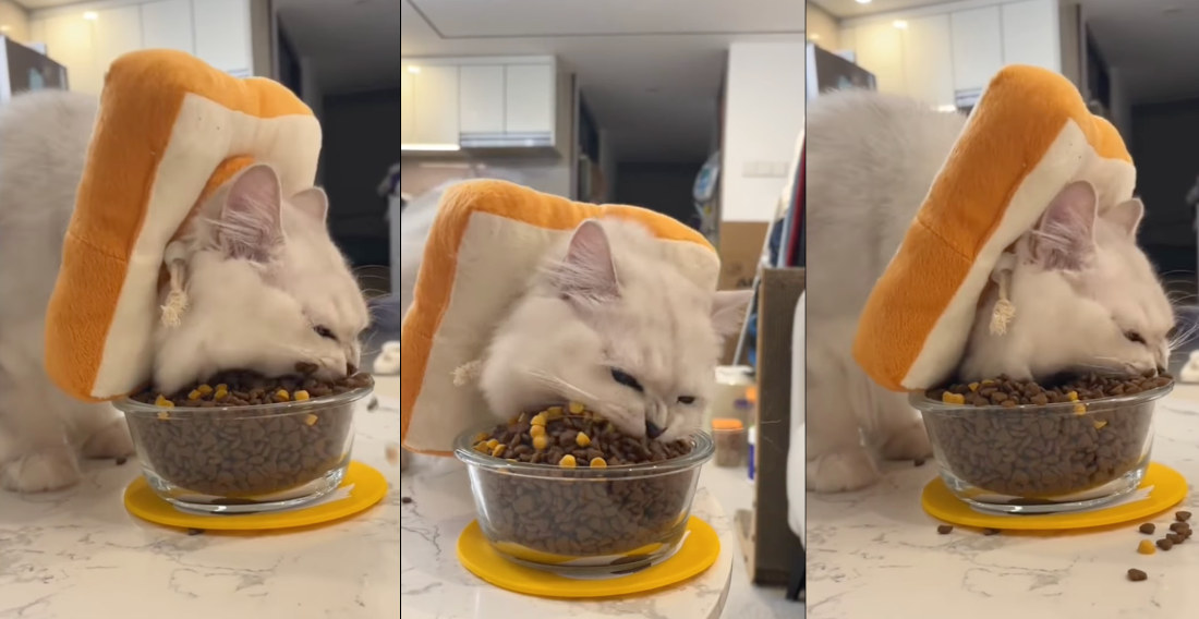 Cat Takes The Biggest Bites Of Food You’ve Ever Seen