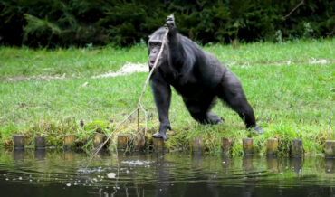 Zoo Chimps Use Branch To Reach Apple In Pond