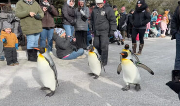 Aging Zoo Penguins Participate In Last Marching Parades Before Retirement