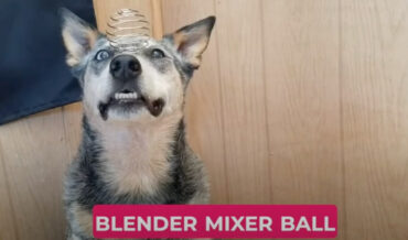 Good Dog Can Balance Anything On His Head