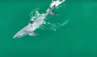 Drone Captures What Might Be The First Footage Of A Newborn Great White Shark